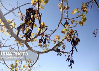 خطر سرمازدگی برای باغات سامان و بن وجود دارد