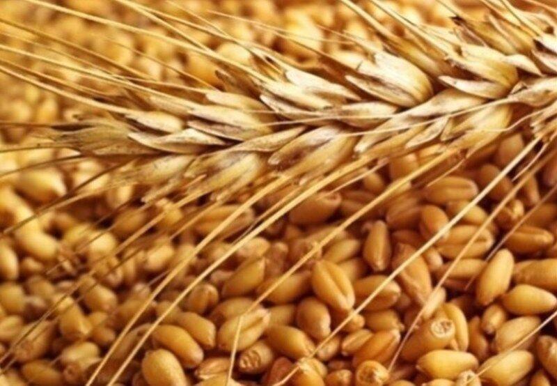 خبرنگاران حال خوب تولید گندم در ایران