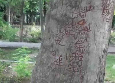 ماجرای نوشته های طلسم مانند روی درختان پارک لاله چیست؟