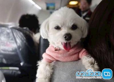 قوانین حمل حیوانات خانگی در سفرهای هوایی