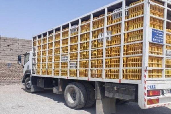 خبرنگاران ممنوعیت خروج مرغ از مازندران صحت ندارد خبرنگاران ممنوعیت خروج مرغ از مازندران صحت ندارد