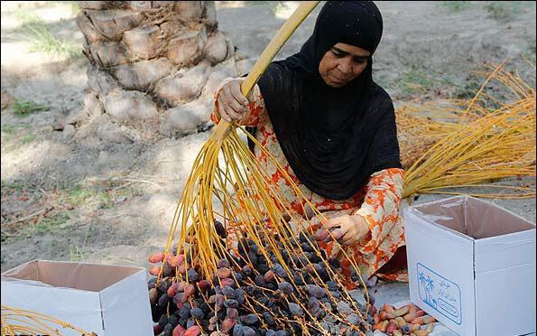 شناسایی زنان سرپرست خانوار سکونتگاه های غیر رسمی 15 استان