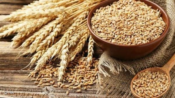 140 هزار هکتار از مزارع آذربایجان غربی زیر کشت گندم پاییزه رفت
