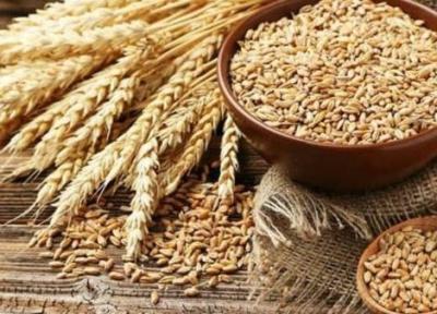 140 هزار هکتار از مزارع آذربایجان غربی زیر کشت گندم پاییزه رفت