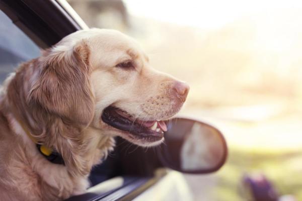 تشخیص بیماری صرع به وسیله سگ، به وسیله حس بویایی