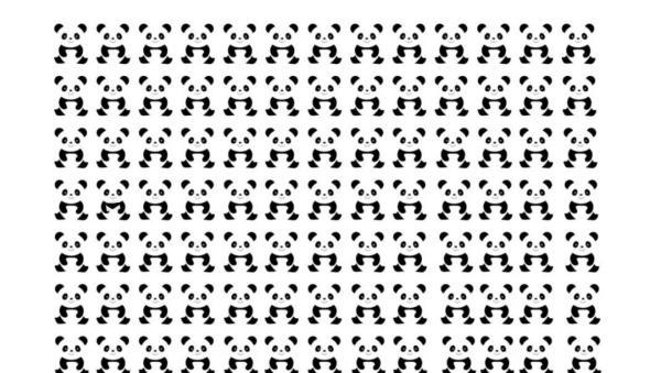 تست تمرکز بینایی پاندا؛ آیا می توانید پاندای متفاوت در تصویر را در 8 ثانیه پیدا کنید؟